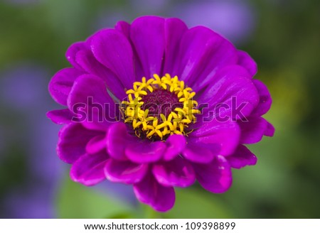 Close up of a beautiful purple red zinnia flower with natural background