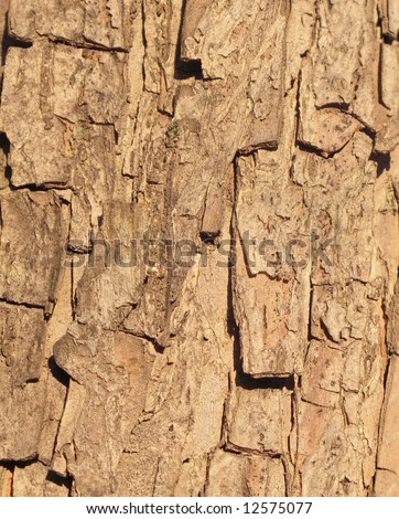 The bark of an apple-tree forms an original structure