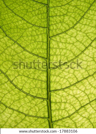 On an appearing through leaf of a tree its structure is visible