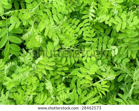 Acacia leaves form an abstract pattern