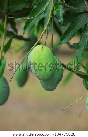 Mango on the tree. Planted in the garden