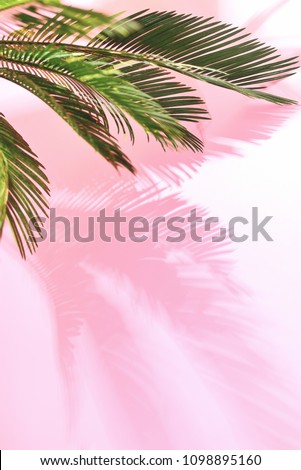 Summer tropical travel concept, the sun is shining brigtly on a bunch of palm leaves, palm leaves shadow is laying on pastel pink wall, composition with a space for a text
