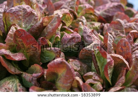 lettuce red salad leaves