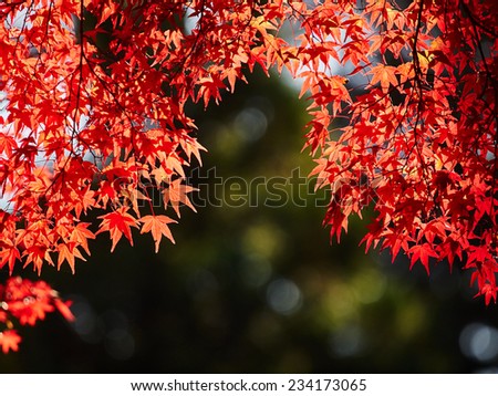 Beautiful Bright Red Leaves