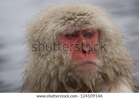 Portrait of a snow monkey Japanese Macaque, Jigokudani Monkey Park, Snow monkey