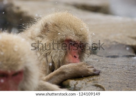 Japanese Macaque, Jigokudani Monkey Park, Snow monkey
