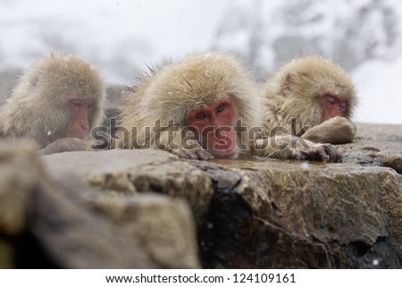 Sad Snow Monkey in hot pool Japanese Macaque, Jigokudani Monkey Park, Snow monkey