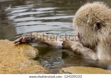 Snow monkeys grooming in hot spring Japanese Macaque, Jigokudani Monkey Park, Snow monkey