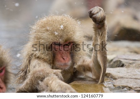 Angry Snow monkey grooming in hot spring Japanese Macaque, Jigokudani Monkey Park, Snow monkey