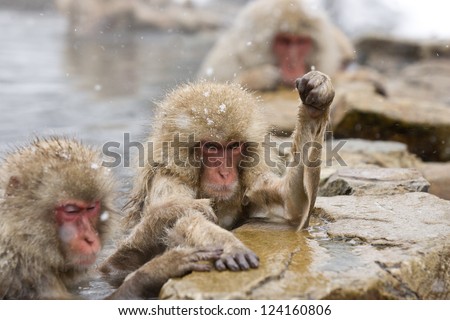 Angry Snow monkeys grooming in hot spring Japanese Macaque, Jigokudani Monkey Park, Snow monkey