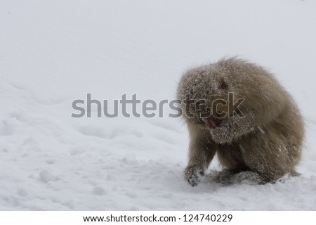 Japanese Snow monkey eating in the snow Japanese Macaque, Jigokudani Monkey Park, Snow monkey