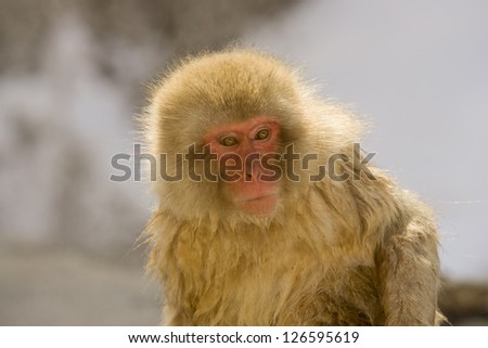 Japanese Snow monkey backlite, close up on face showing expression Japanese Macaque, Jigokudani Monkey Park, Snow monkey