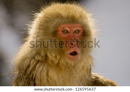 Japanese Snow monkey backlite, close up on face showing expression Japanese Macaque, Jigokudani Monkey Park, Snow monkey
