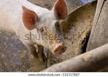 Pig in pen looking at camera with food on face