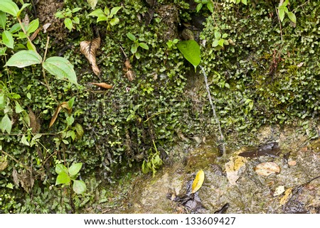 Spring water spring in Andes  mountains