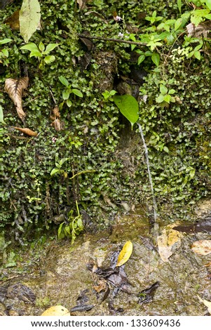 Spring water spring in Andes  mountains