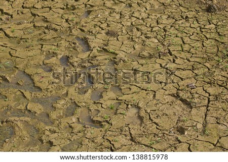 Foot prints in Brown cracked mud on drained lake bottom with small green plants