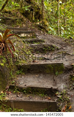 Jungle, forest path, mud steps with wood