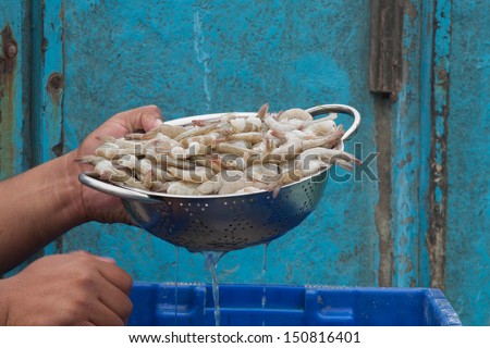 fresh uncooked shrimp in strainer with water dripping and hands holding stainer