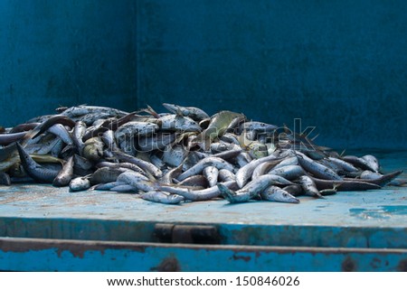 Fresh uncooked fish many different kinds in back of truck