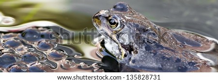 Brown frog with spawn