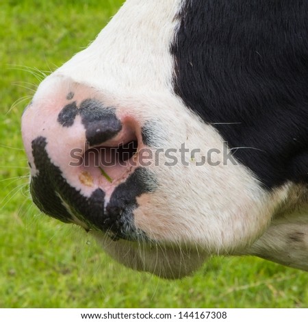 Closeup of a cow nose
