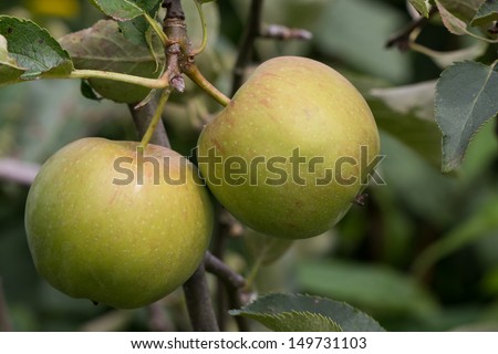 Two apples on a apple tree