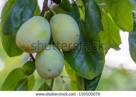 Plums ripening on a tree in the sun