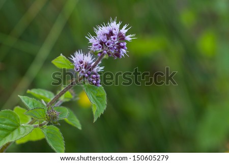 Wild water mint with purple flower