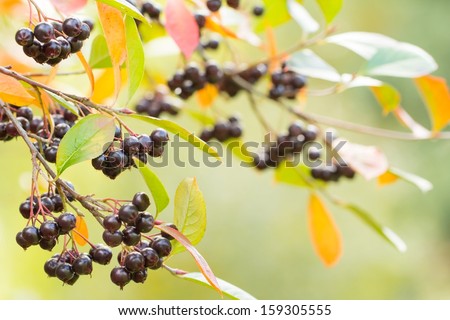 Autumn background with blue berries and colorful leaves and bokeh lightning