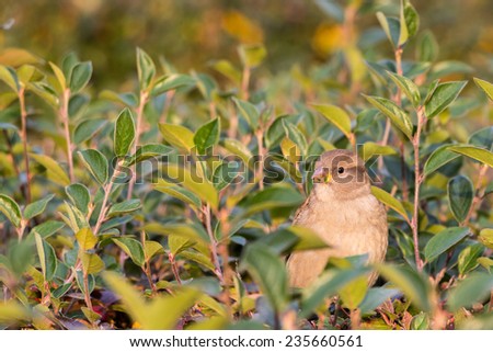 House sparrow in a hedge