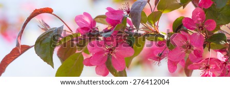 Red crab apple flowers banner