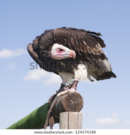 Vulture bird waiting for his next fly