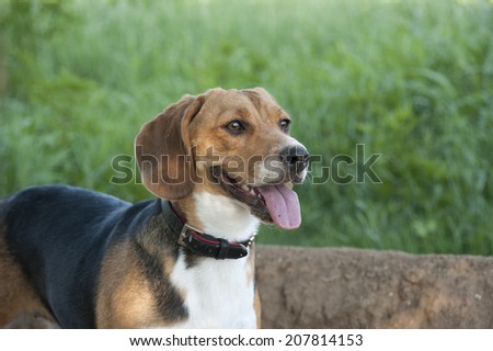 Hunting dog rests after the job