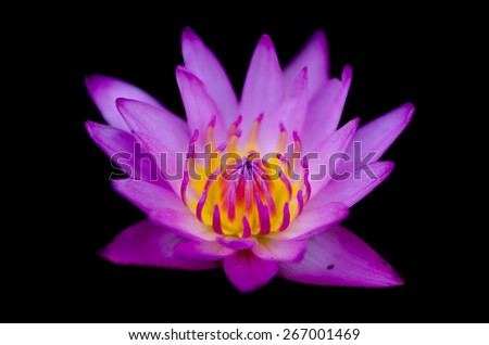violet Lotus Lotus Water Lily