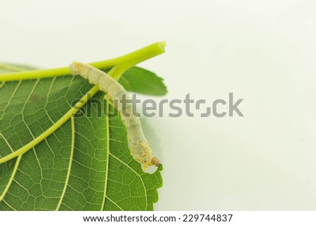 caterpillars eating mulberry leaves on a white background.