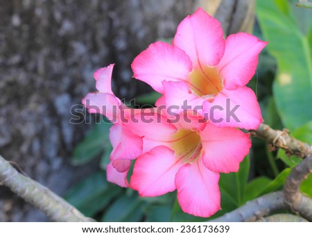 People be planted Impala Lily as an ornamental plant at home.