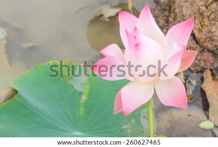 Pink lotus bloom in the marshes in rural areas.