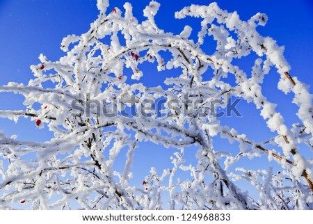 Birch trees,bushes,twigs,red fruit of the wild rose,in the white snow,covered with hoar frost,on the background of the blue sky.