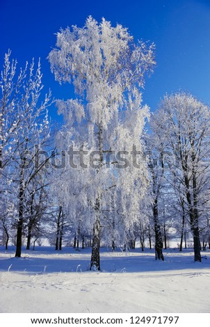 Birch trees,bushes,twigs,in the white snow,covered with hoar frost,on the background of the blue sky.