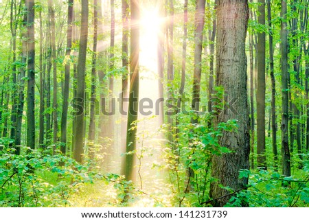 Morning sun rays in summer in the forest.