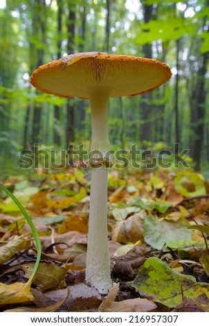 Mushrooms growing in the woods among the fallen leaves