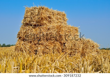 Pressed bales of straw lying in a field after harvest