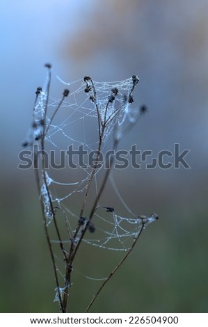a drop of dew on a spider web of dry twigs