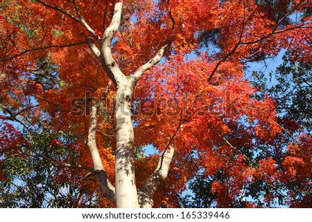 japanese red maple tree background , saitama, Japan