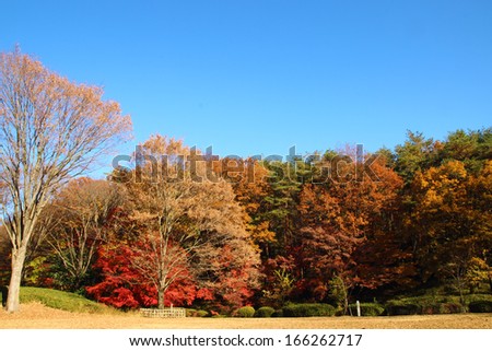 beautiful autumn tree background in japan, saitama, Japan