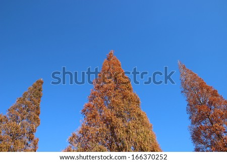 autumn tree background in japan, saitama, Japan