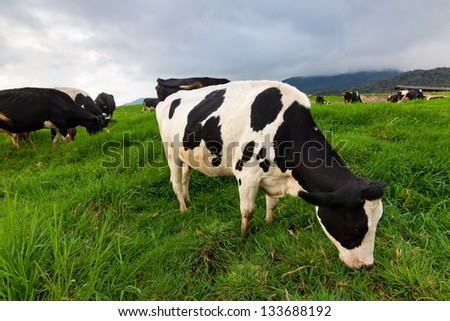 Cattles at a dairy farm in Sabah, Borneo, Malaysia