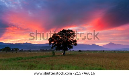 Single tree on a paddy field at sunrise in Sabah, East Malaysia