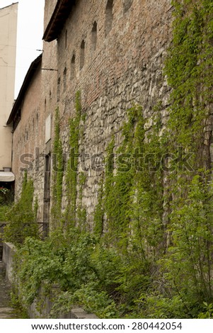 Old stone wall with green vine